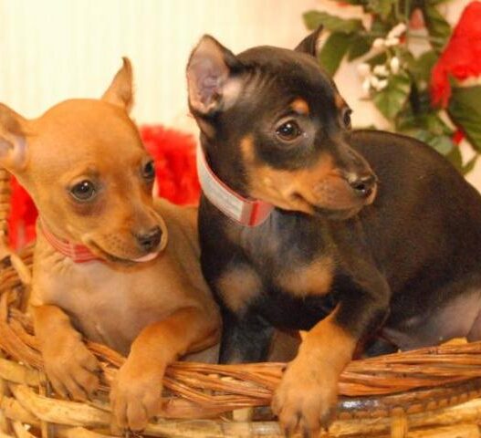 Miniature Pinscher Puppies