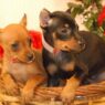Miniature Pinscher Puppies
