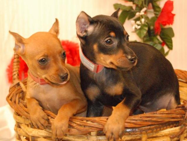 Miniature Pinscher Puppies