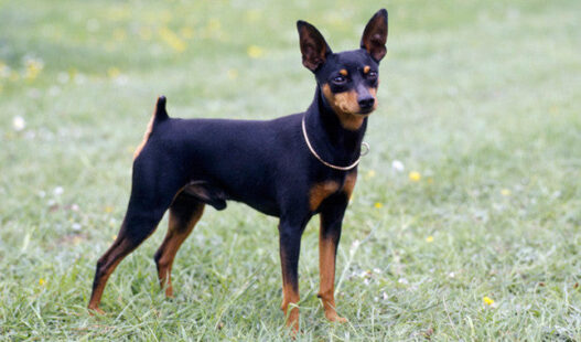 Miniature Pinscher 1