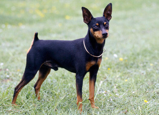 Miniature Pinscher 1