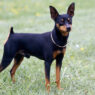 Miniature Pinscher 1