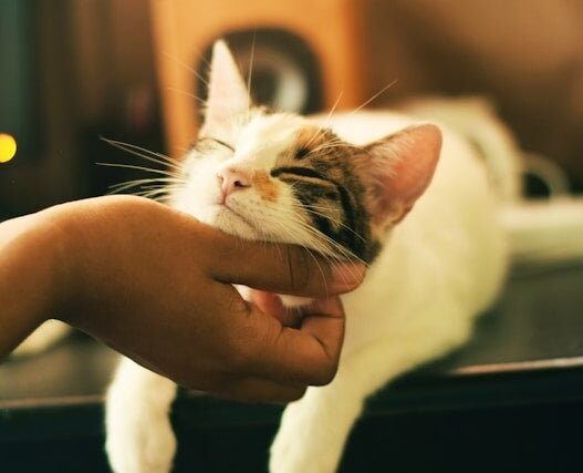My Cat Losing Patches of Hair 744563