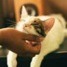 My Cat Losing Patches of Hair 744563
