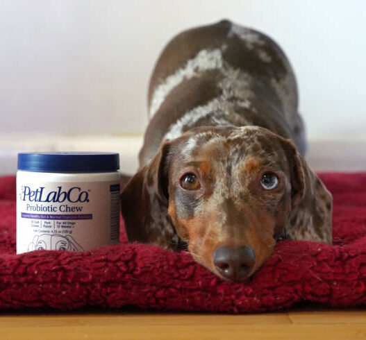 PetLab Probiotic Featured