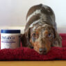 PetLab Probiotic Featured