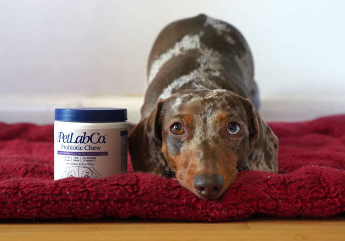 PetLab Probiotic Featured