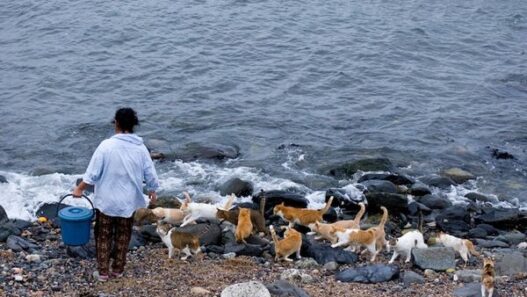 Photos cat paradise Fukuoka japan 1