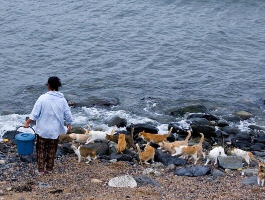 Photos cat paradise Fukuoka japan 1