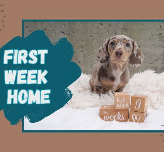 Puppy Week 1 Blog