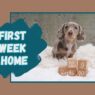 Puppy Week 1 Blog