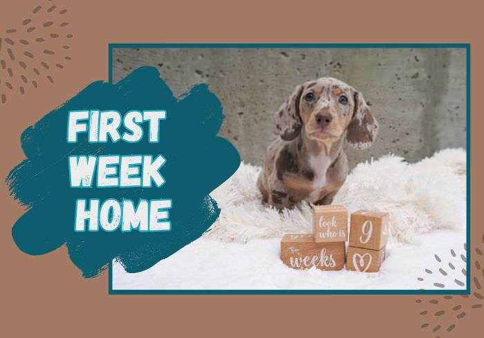 Puppy Week 1 Blog