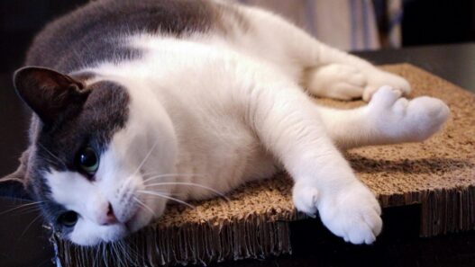 Remove matted cat hair without cutting