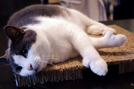 Remove matted cat hair without cutting