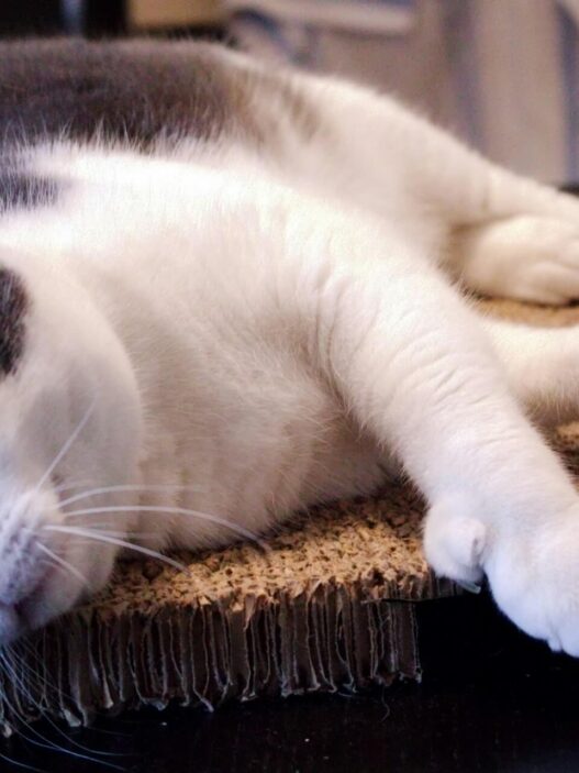 Remove matted cat hair without cutting