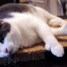 Remove matted cat hair without cutting
