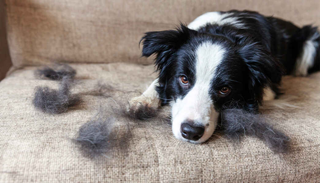 Seasonal Shedding in Pets