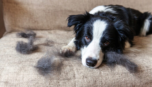 Seasonal Shedding in Pets