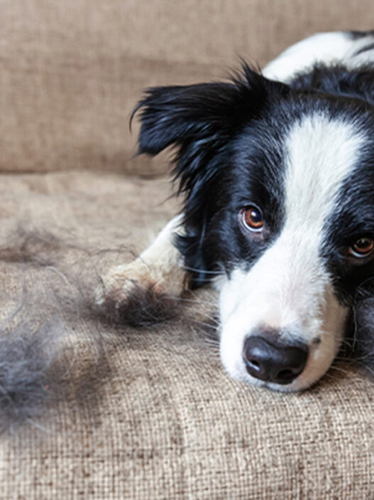 Seasonal Shedding in Pets