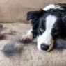 Seasonal Shedding in Pets