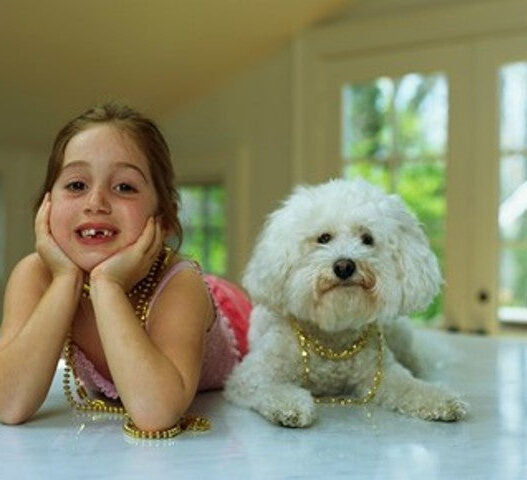 Shih Tzu1 745f64cb 074f 4cb8 ad3e 18c30fcdcbad