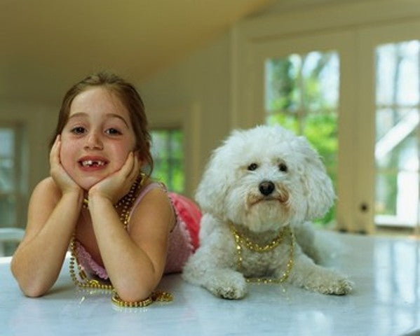 Shih Tzu1 745f64cb 074f 4cb8 ad3e 18c30fcdcbad