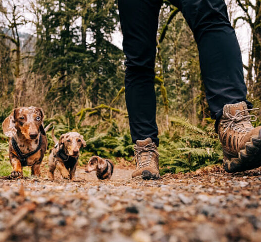 TailsnTrails Pet Photo Featured