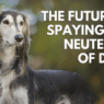 The future of spaying and neutering for dogs 520x500 1bec3e87 9c2e 49fd 9a37 42e3c1dd53a3