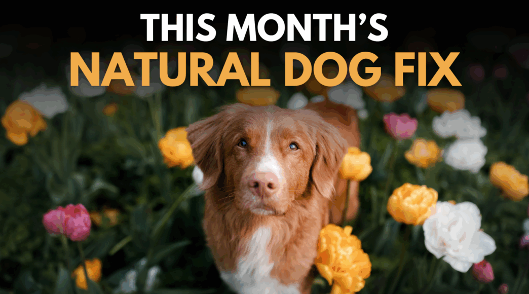 This Month s Natural Dog Fix 54c7803d 1327 4a6c 925a 683ff2e0bec3