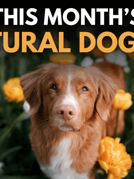 This Month s Natural Dog Fix 54c7803d 1327 4a6c 925a 683ff2e0bec3