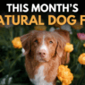 This Month s Natural Dog Fix 54c7803d 1327 4a6c 925a 683ff2e0bec3