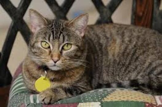 What Does Your Pet Cat Think About You 1 1bf0149e d946 4434 ba02 600be78f336f