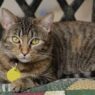 What Does Your Pet Cat Think About You 1 1bf0149e d946 4434 ba02 600be78f336f
