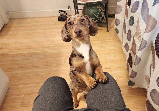 Why Dachshunds Clingy Featured