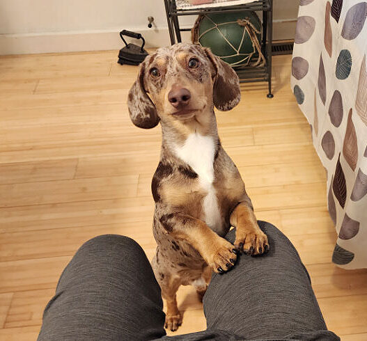 Why Dachshunds Clingy Featured