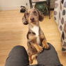 Why Dachshunds Clingy Featured
