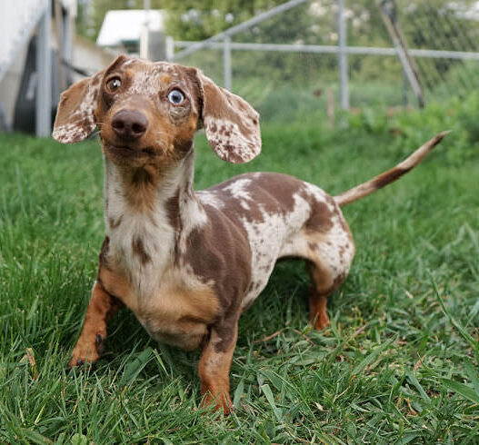 Wrong Anwsers Doxie Group Featured