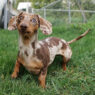 Wrong Anwsers Doxie Group Featured
