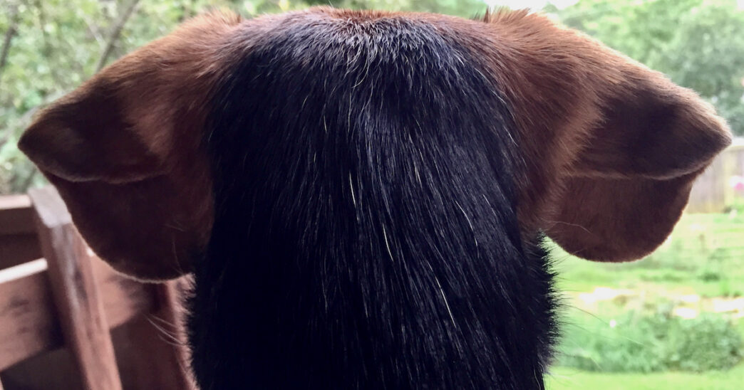 Zani ears from back
