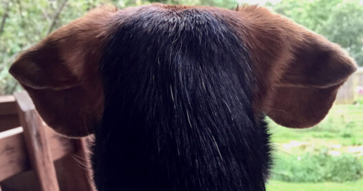 Zani ears from back