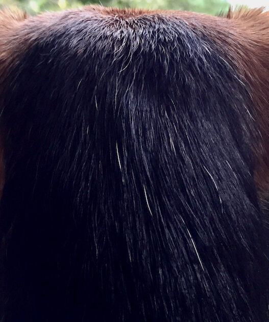Zani ears from back