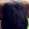 Zani ears from back
