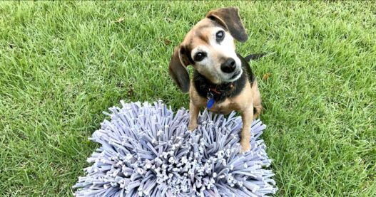 Zani snuffle mat