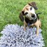 Zani snuffle mat