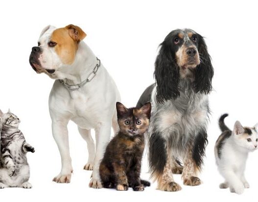 affordable pet care 1 696x412 1