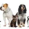 affordable pet care 1 696x412 1