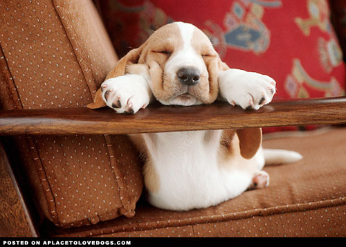 basset hound puppy