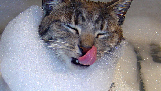 bath cat
