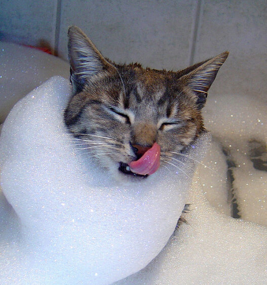bath cat