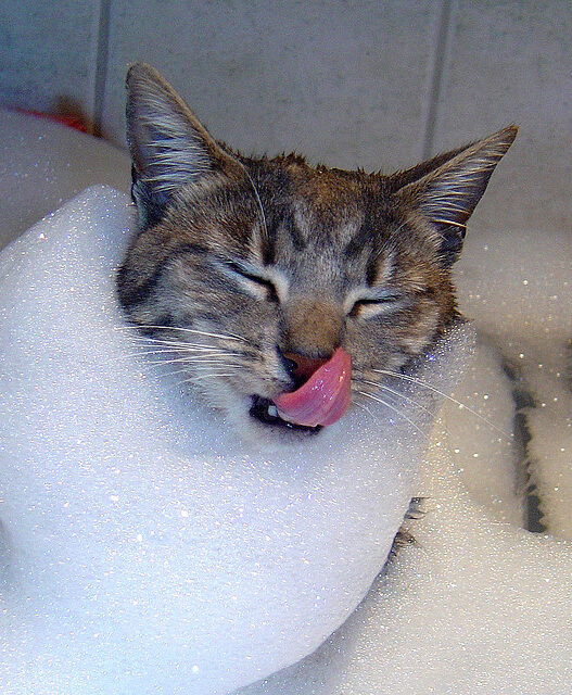bath cat